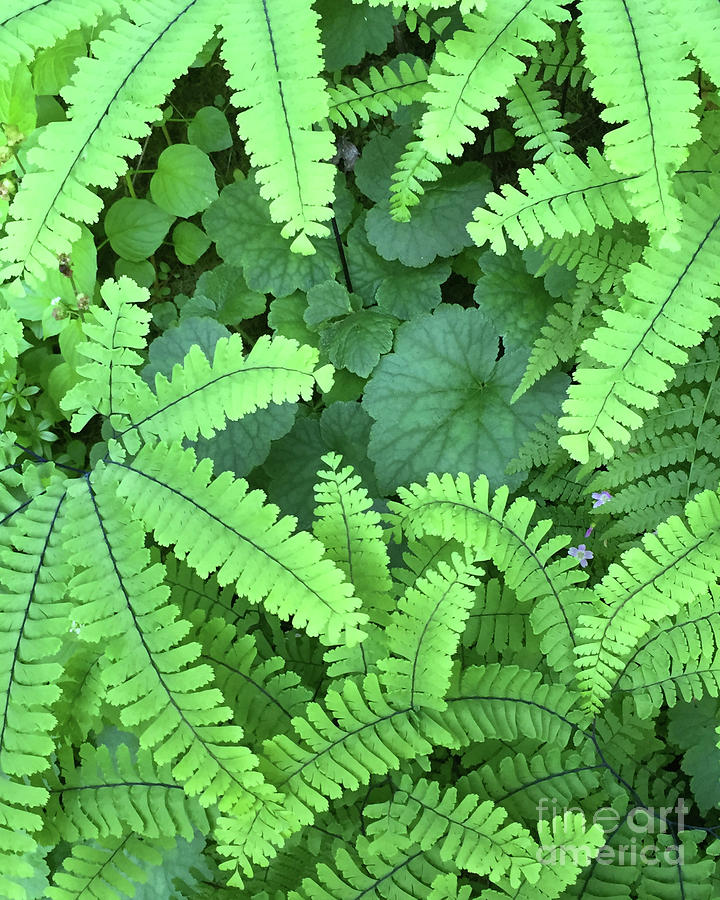 Ferns and fauna Photograph by Paula Joy Welter