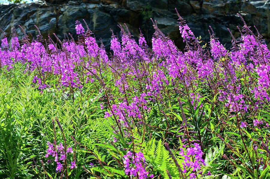 Ferns And Fireweed  Photograph by Lyle Crump