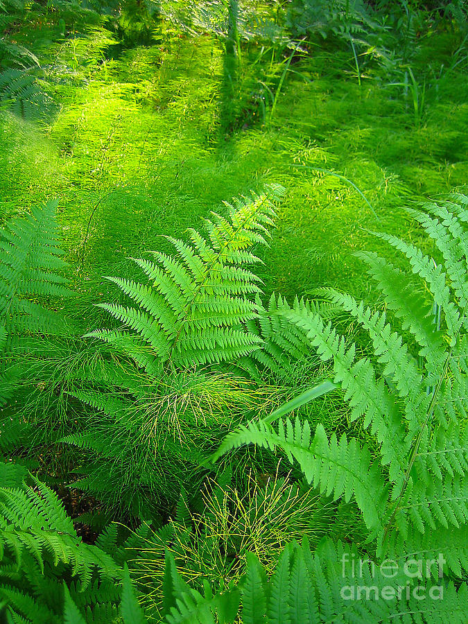 Ferns And Horsetails Photograph by Teresa A and Preston S Cole Photography