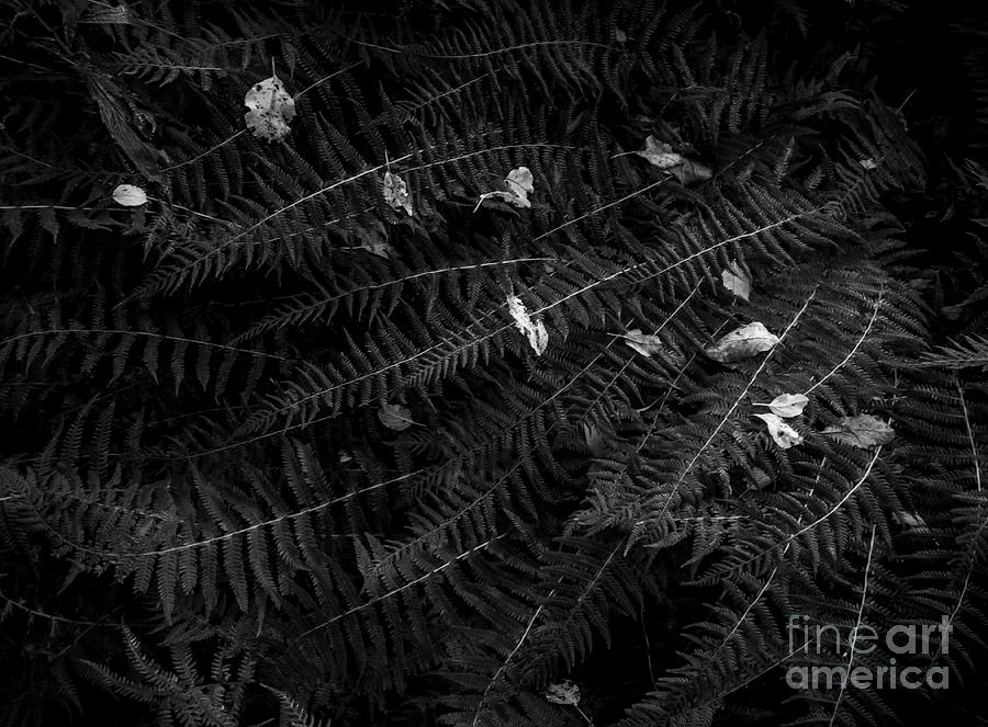 Black And White Photograph - Ferns and Leaves - BW by James Aiken