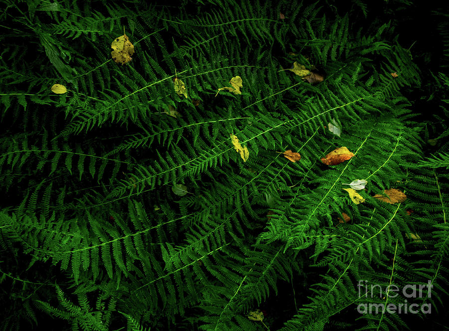 Ferns and Leaves Photograph by James Aiken