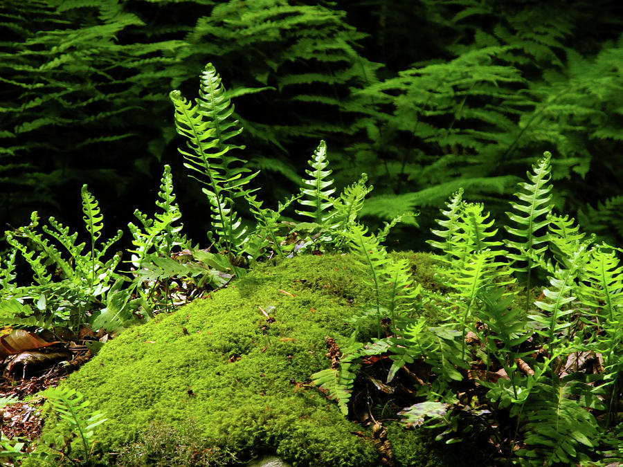 Ferns and Moss on the MA AT Photograph by Raymond Salani III