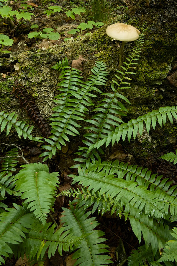 Ferns And Mushroom #2 Photograph by Irwin Barrett