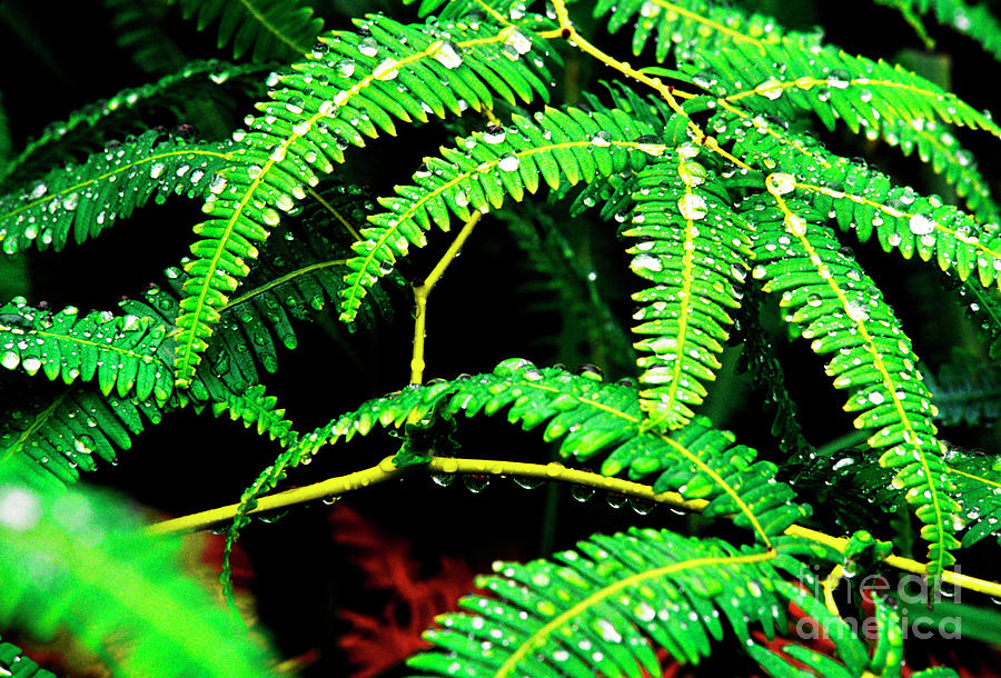 El Yunque National Forest Photograph - Ferns and Raindrops by Thomas R Fletcher