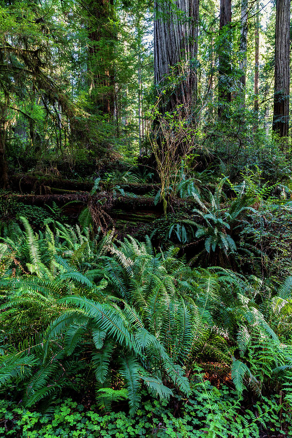 Ferns and Redwoods Photograph by Rick Pisio