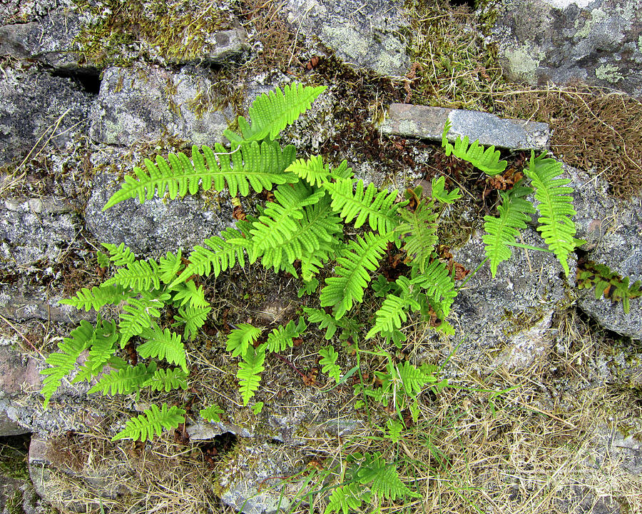 Rock Photograph - Ferns And Stone Wall At Culloden by Katrina Perekrestenko Rock Photograph - Ferns And Stone Wall At Culloden by Katrina Perekrestenko