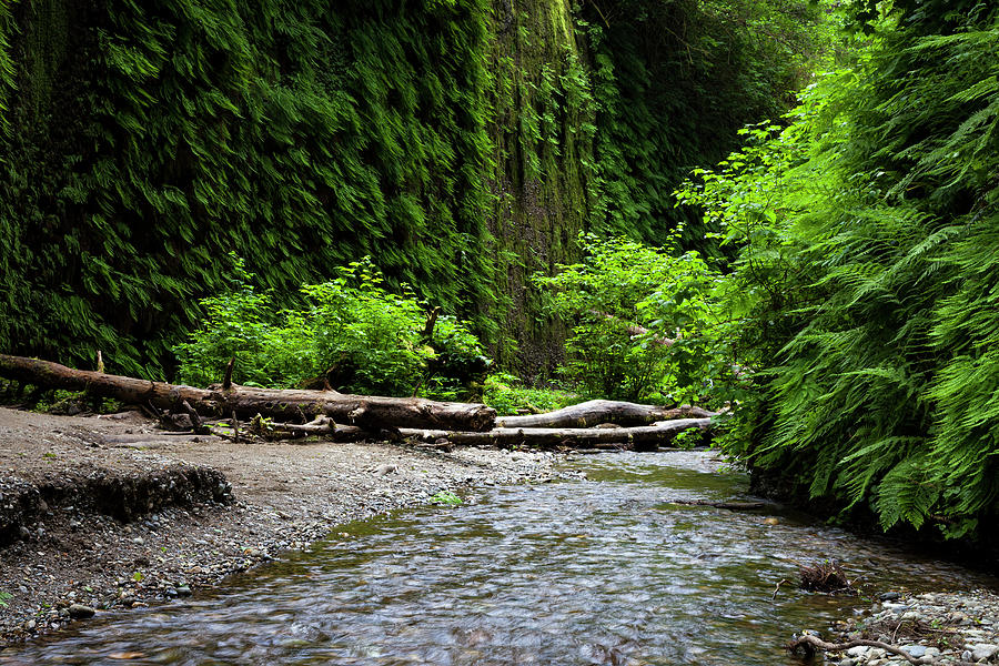 Ferns and Stream in Fern Canyon Photograph by Rick Pisio