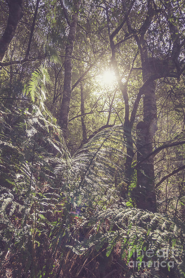 Jungle Photograph - Ferns and sunshine by Jorgo Photography
