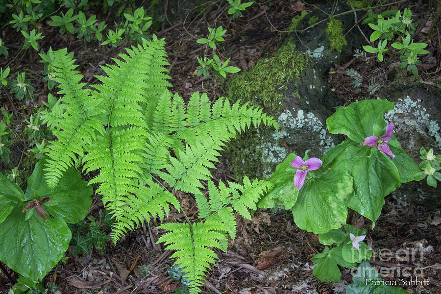 Ferns and Trillium Photograph by Patricia Babbitt