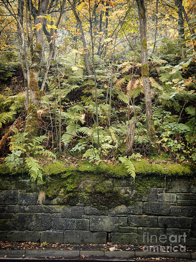 Ferns And Wall Photograph by Philip Openshaw
