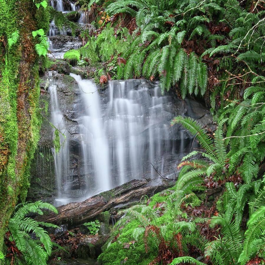 Ferns And Waterfalls Photograph