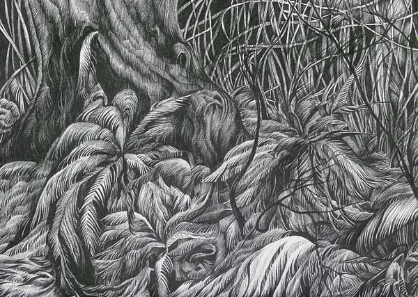 Ferns  Drawing by Anna  Duyunova