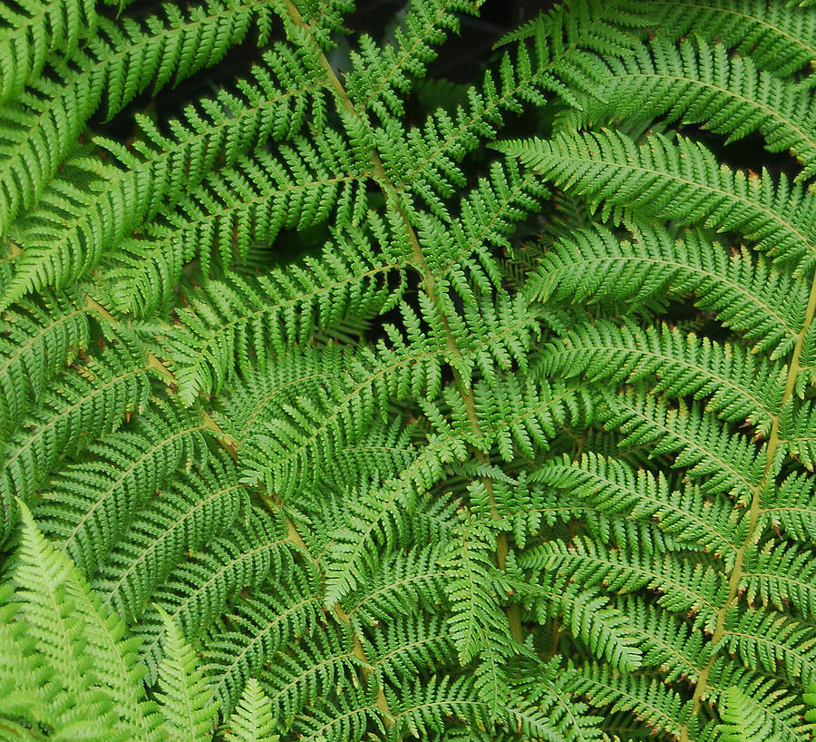 Ferns Au Naturale Photograph by Suzanne Gaff - Fine Art America