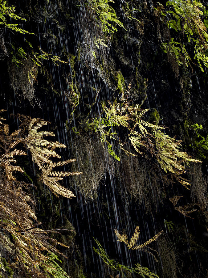 Ferns Below Falls by Jean Noren Photograph by Jean Noren