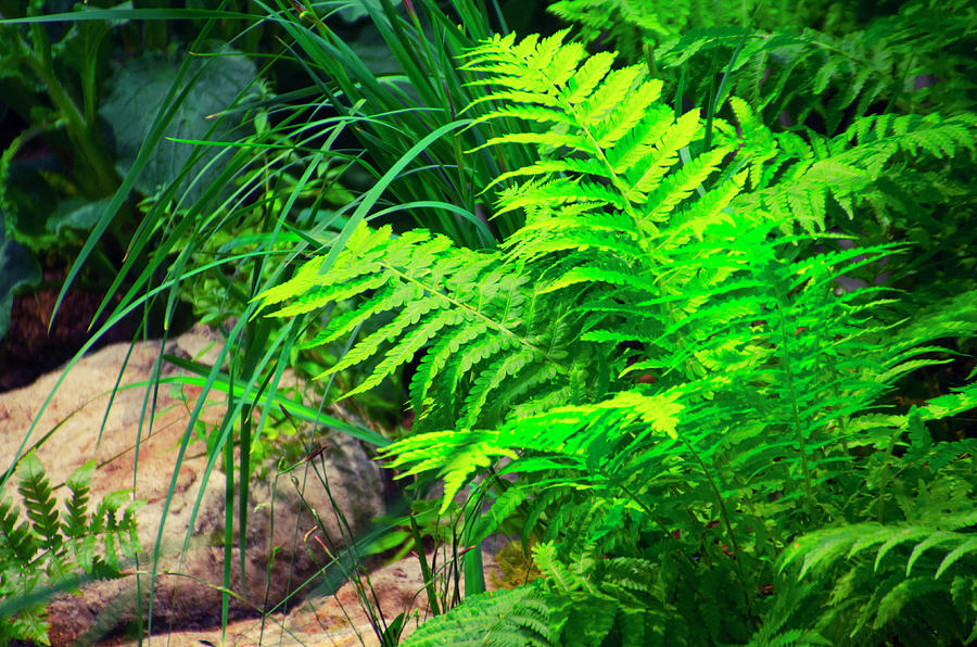 Ferns Photograph by Bill Cannon