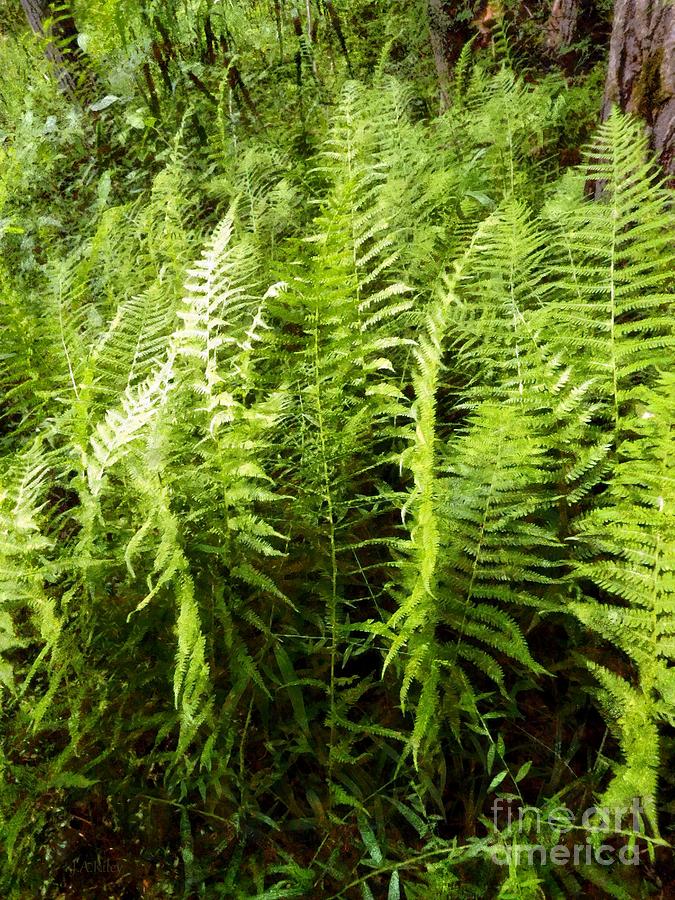 Ferns - Foresta Verde - the Forest floor Photograph by Janine Riley
