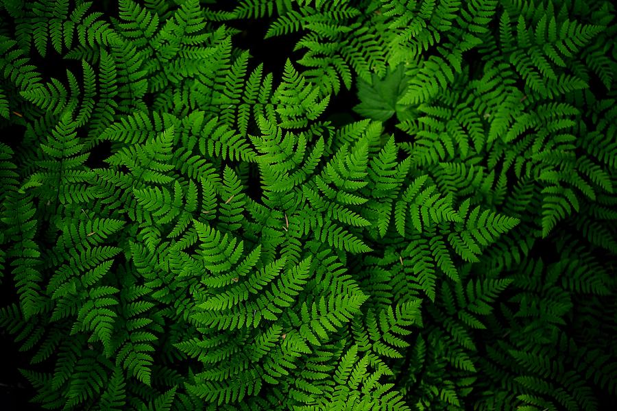 Ferns galore Photograph by Lynn Hopwood - Fine Art America