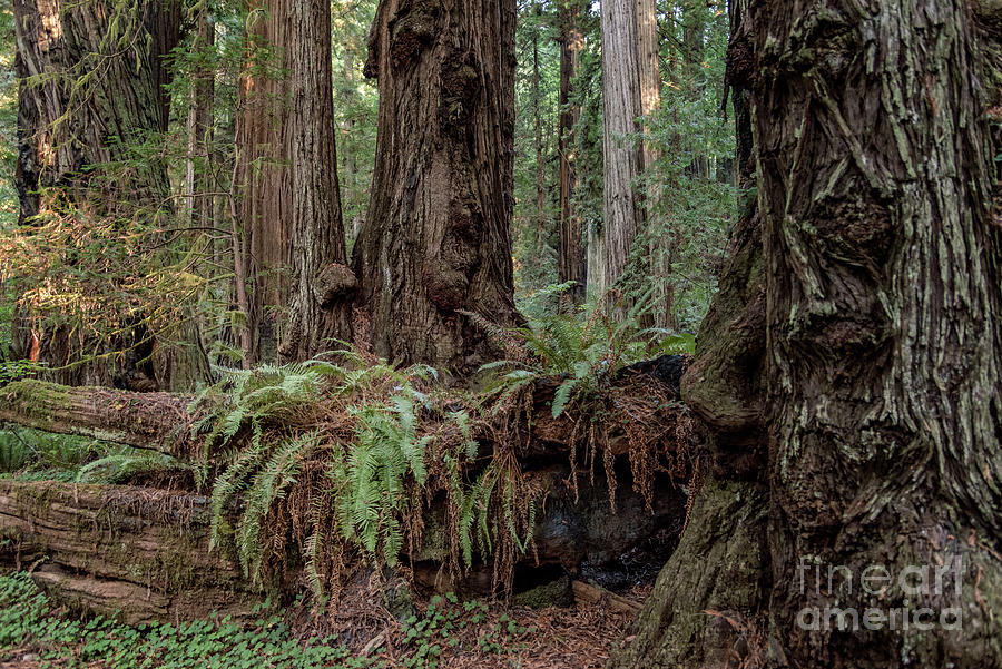 Ferns Growing On Redwood Log Photograph
