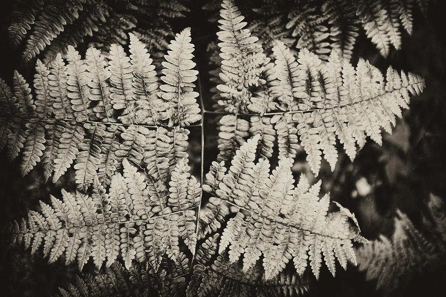 Ferns Photograph by Hugh Smith