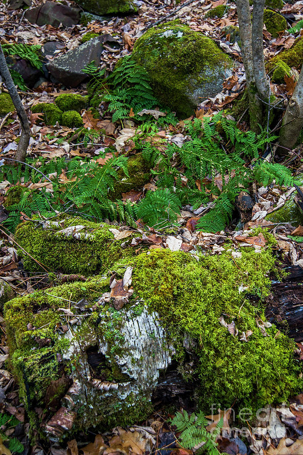 Ferns In December Photograph