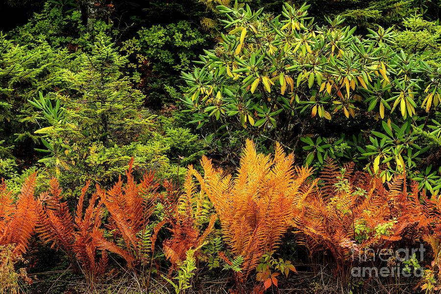 Ferns in Fall Color  Photograph by Thomas R Fletcher