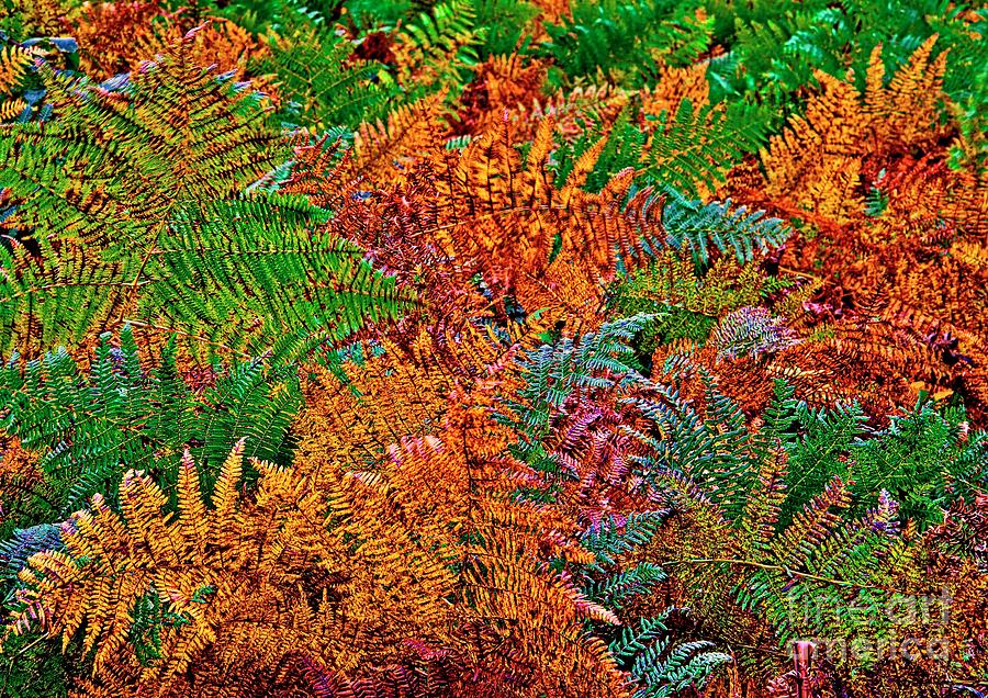 Ferns in Fall Colors  Photograph by Martyn Arnold
