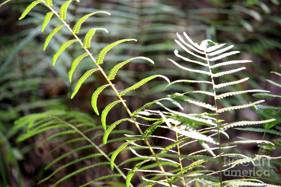 Ferns in Natural Light Photograph by Carol Groenen