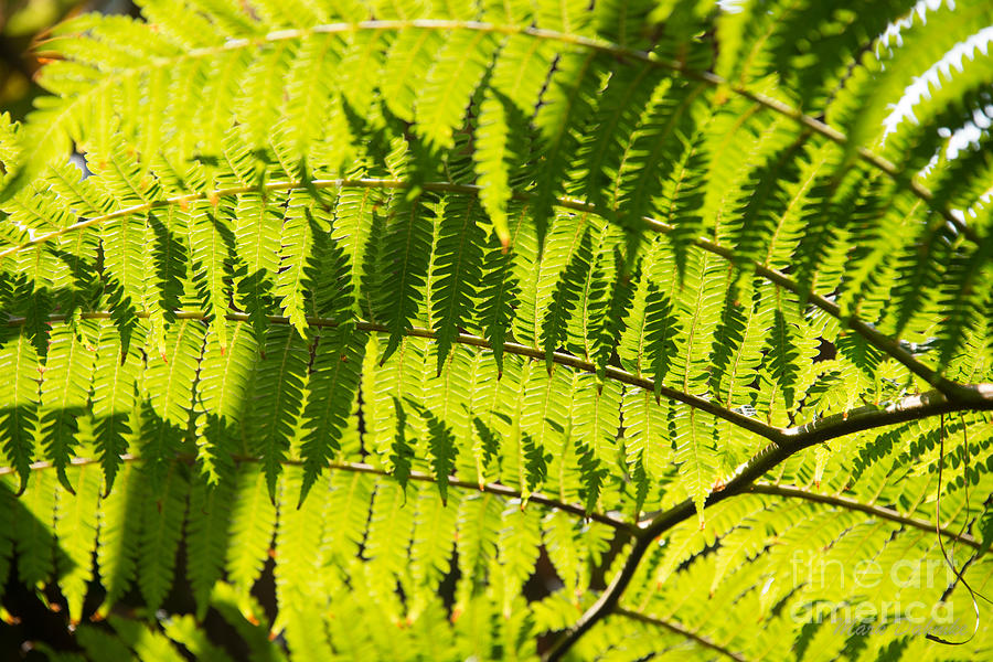 Nature Photograph - Ferns in Sunlight by Mark Dahmke
