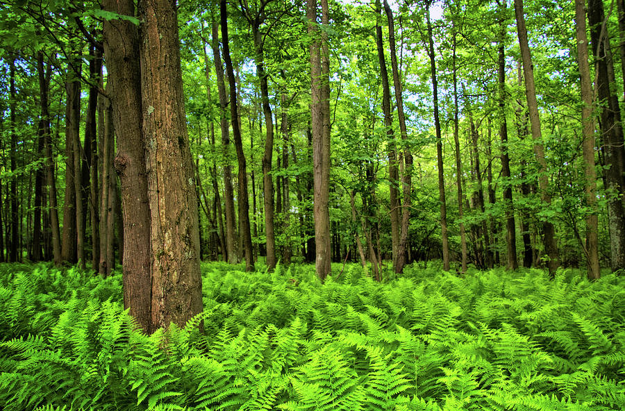 Ferns in the Forest Photograph by Carolyn Derstine