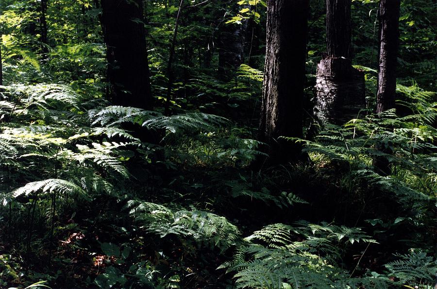 Ferns in the Forest WC Photograph by Lyle Crump