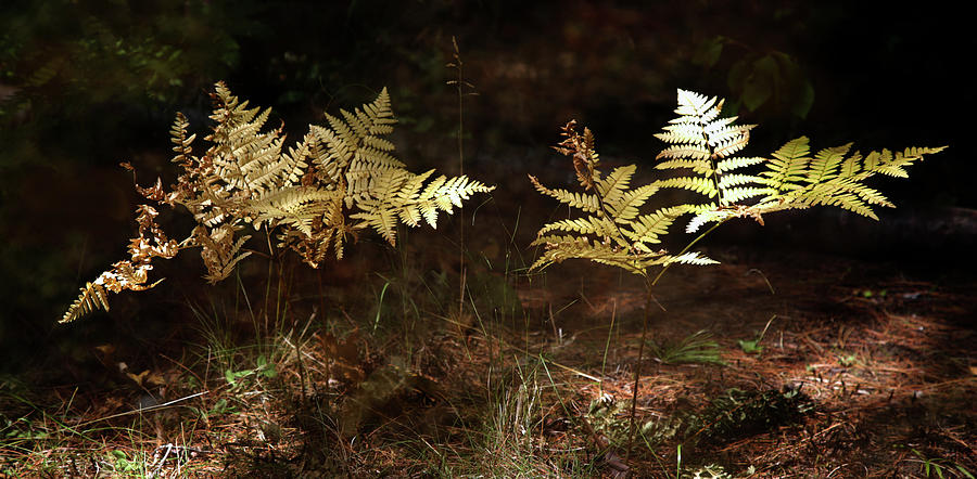 Ferns Photograph by Jim Vance