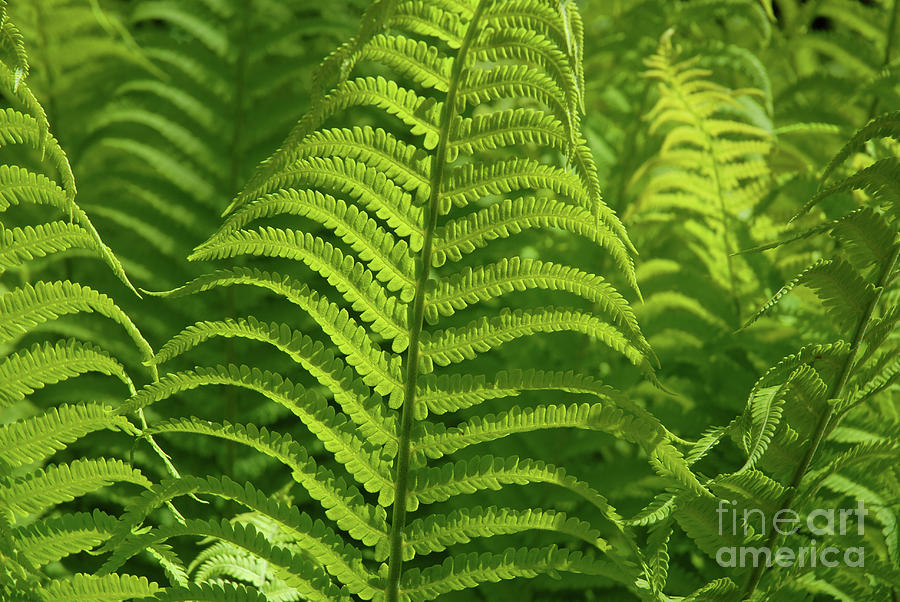 Fern Photograph - Ferns by Josie Elias Fern Photograph - Ferns by Josie Elias
