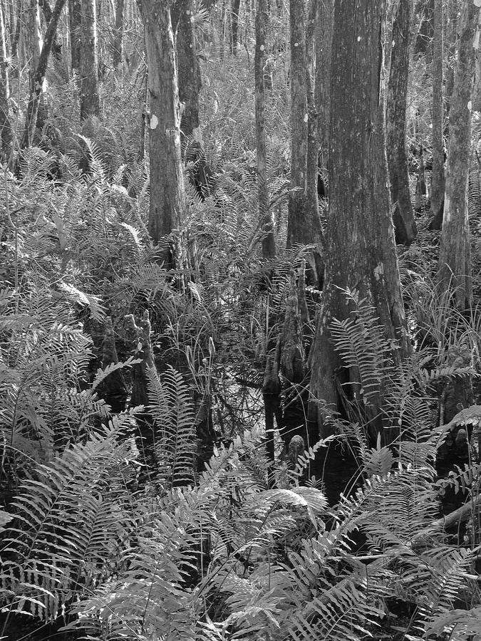 Ferns Photograph by Juergen Roth