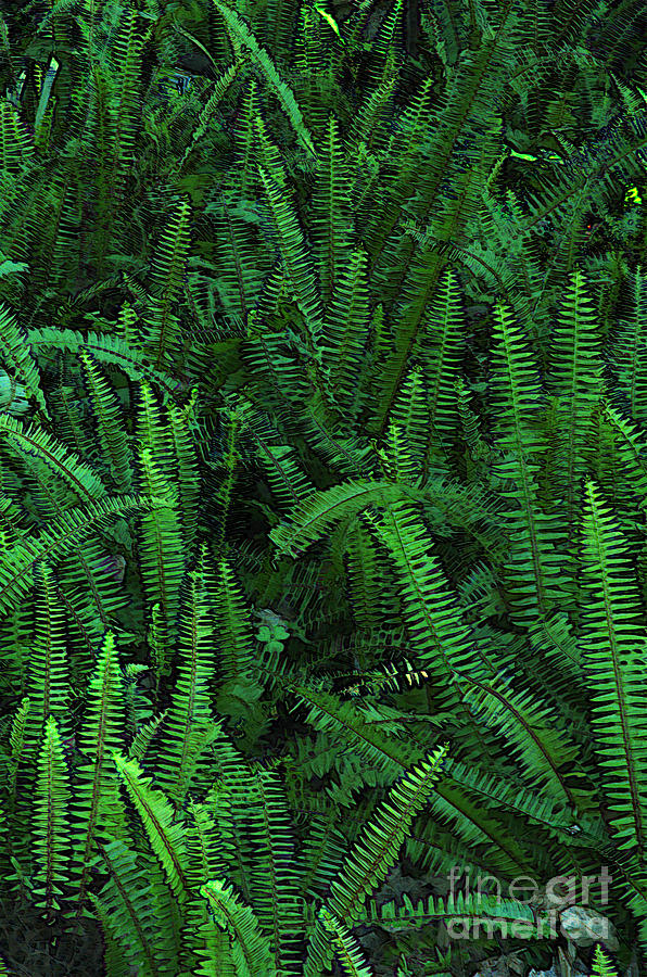 Nature Digital Art - Ferns by Kathi Shotwell