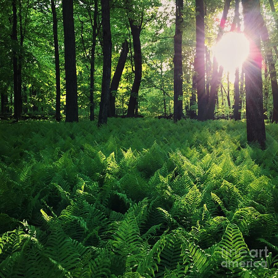 Nature Photograph - Ferns by Kristen Kopp