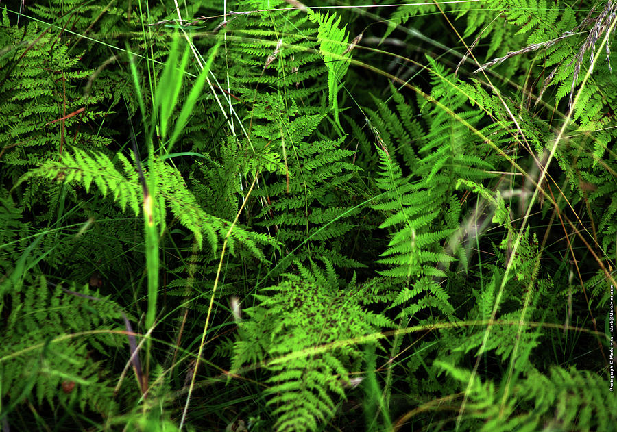 Ferns Photograph by Mark Ivins