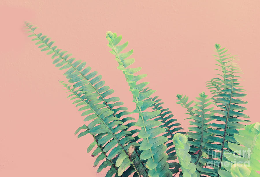 Ferns on Pink Mixed Media by Emanuela Carratoni