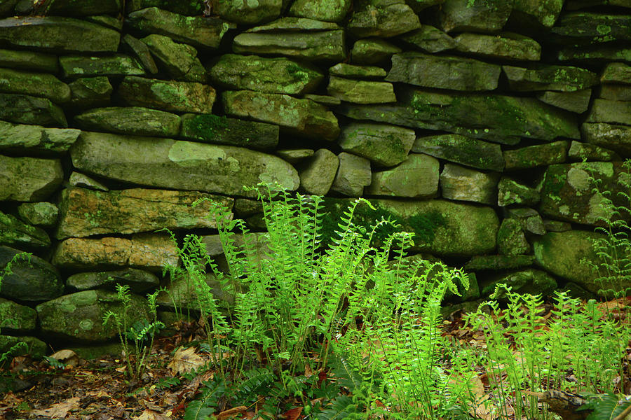 Ferns on the Maryland Appalachian Trail Photograph by Raymond Salani III