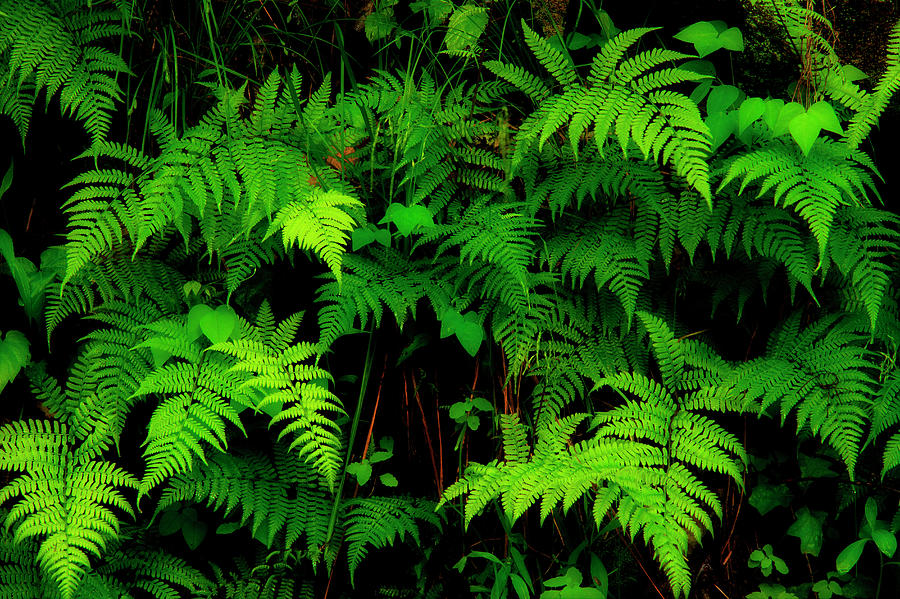 Ferns On The Wall Photograph by Mike Eingle