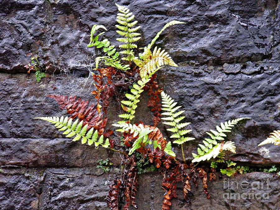 Nature Photograph - Ferns on the Wall by Sarah Loft