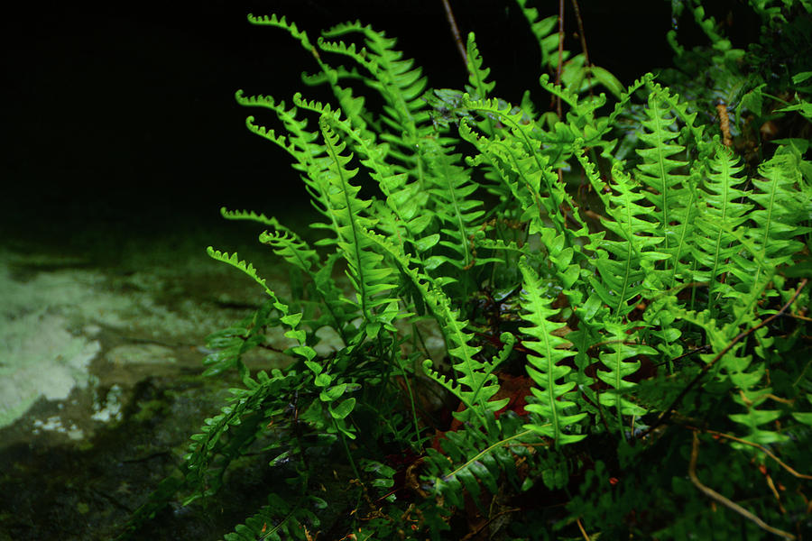 Ferns On the West Virginia AT Photograph by Raymond Salani III