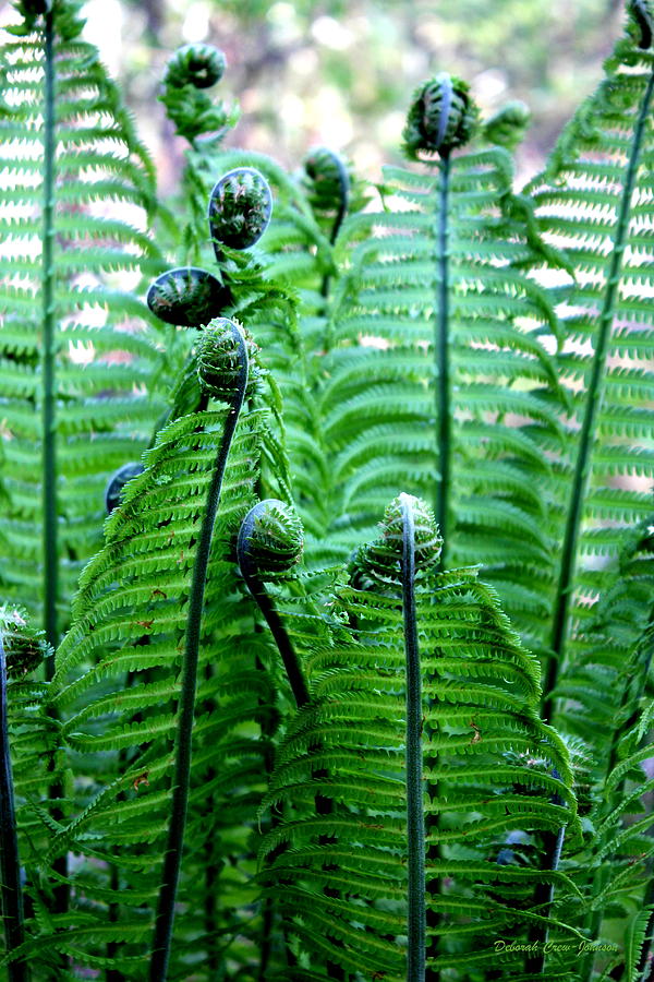 Ferns Unfurling Photograph by Deborah  Crew-Johnson