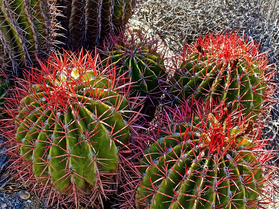 Ferocactus Pringlei in Living Desert Zoo and Gardens in Palm Desert ...