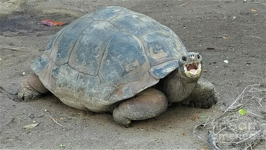 Ferocious Turtle Photograph by Roberta Byram