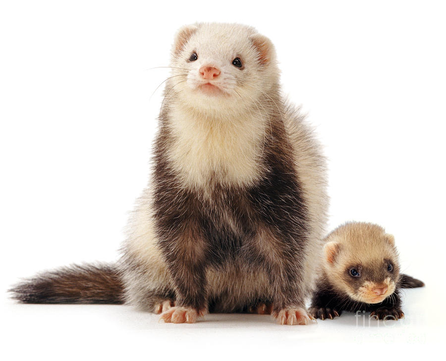 Ferret and son Photograph by Warren Photographic