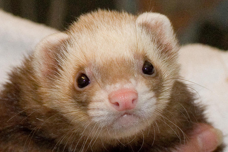 Ferret Face Photograph by Michael Barry - Pixels