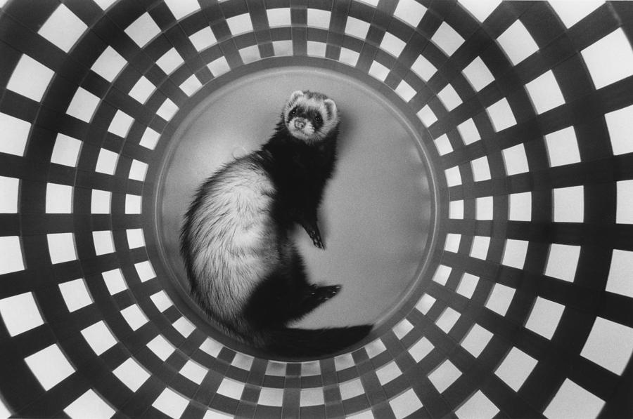 Black And White Photograph - Ferret in Circles by Matt Plyler