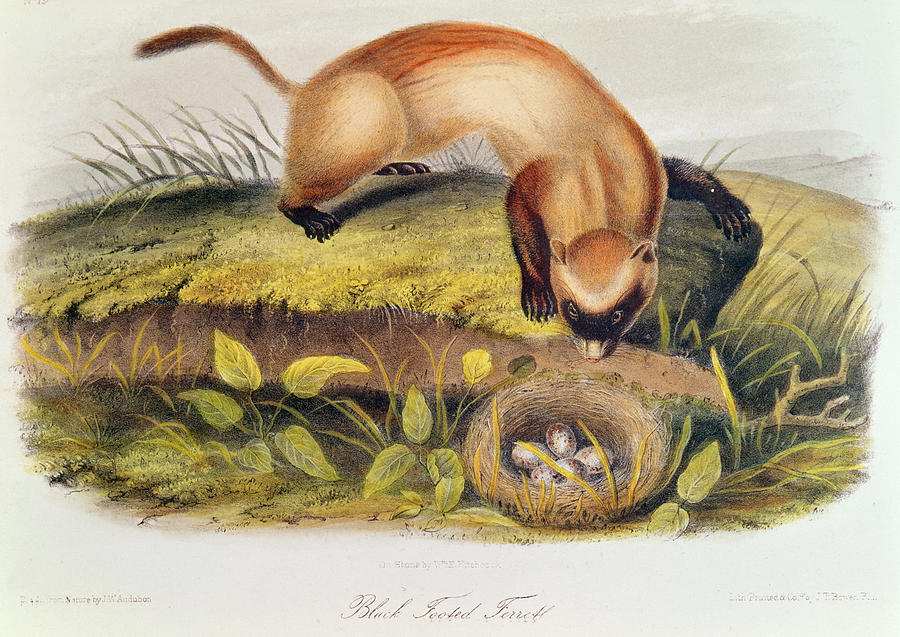 Egg Painting - Ferret by John James Audubon