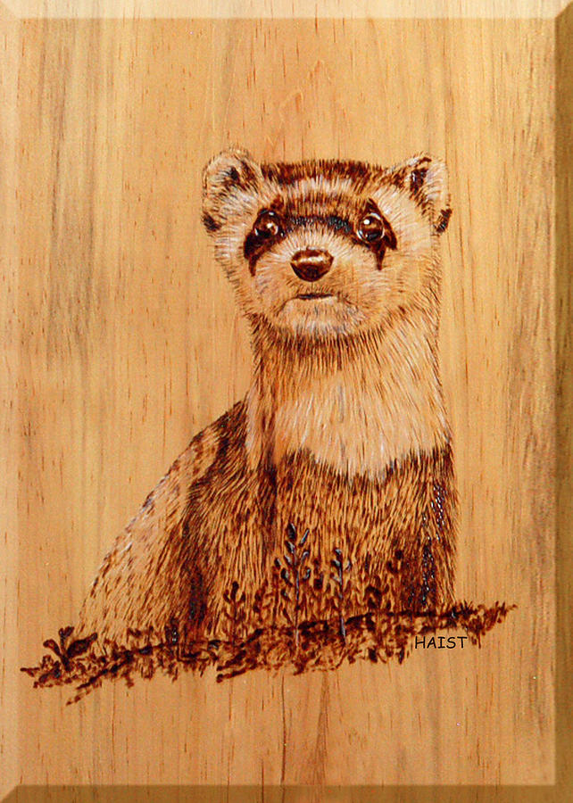 Ferret Pyrography by Ron Haist