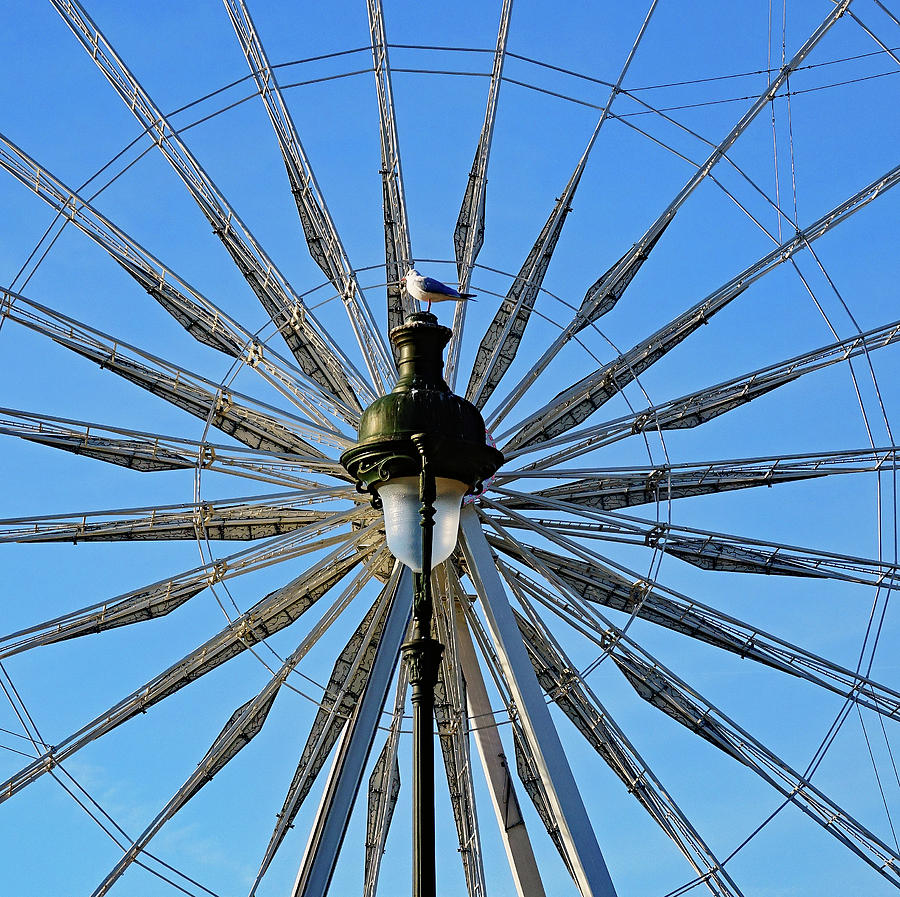 Ferris Wheel-Light And Seagull in Paris, France  Photograph by Rick Rosenshein